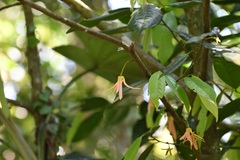 Stenanona migueliana