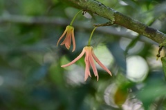 Stenanona migueliana