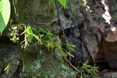 Stenanona migueliana