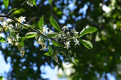 Tabernaemontana amygdalifolia