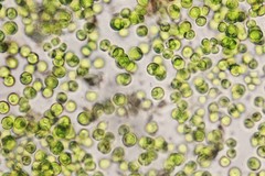 Auxenochlorella pyrenoidosa