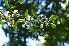 Tabernaemontana amygdalifolia