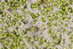 Auxenochlorella pyrenoidosa