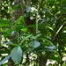Acalypha skutchii I.M.Johnst.