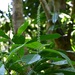 Acalypha skutchii I.M.Johnst. 2
