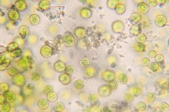 Auxenochlorella pyrenoidosa
