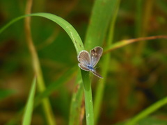 Hemiargus