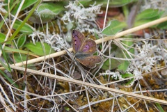 Lycaena boldenarum