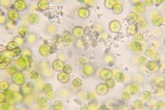 Auxenochlorella pyrenoidosa