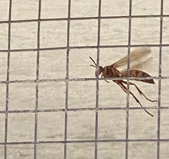 Polistes apachus