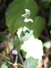 Justicia candelariae