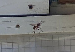 Polistes apachus