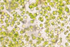 Auxenochlorella pyrenoidosa