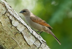 Agelaioides badius