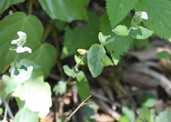 Justicia candelariae