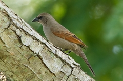 Agelaioides badius