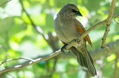 Agelaioides badius