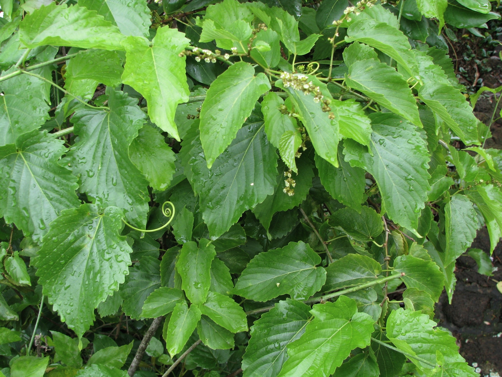 Gouania vitifolia