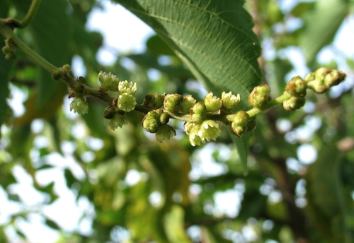 Gouania vitifolia