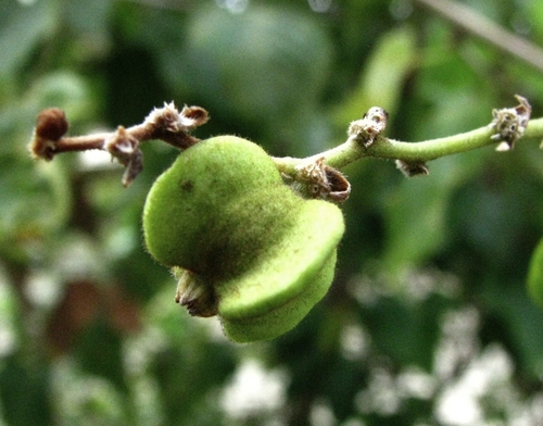 Gouania vitifolia