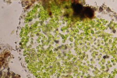 Auxenochlorella pyrenoidosa