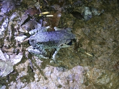 Leptobrachium hasseltii