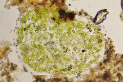 Auxenochlorella pyrenoidosa