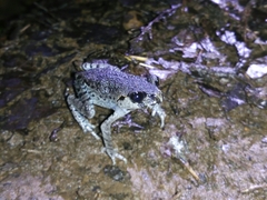Leptobrachium hasseltii