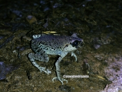 Leptobrachium hasseltii