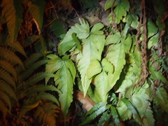 Tectaria subtriphylla