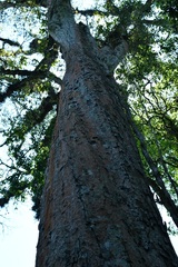 Quercus corrugata
