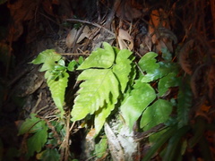 Tectaria subtriphylla