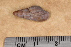 Isara badia