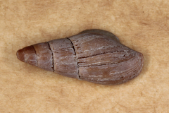 Isara badia