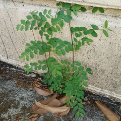 Phyllanthus reticulatus