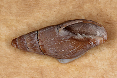 Isara badia