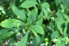 Acalypha skutchii