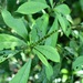 Acalypha skutchii I.M.Johnst. 3