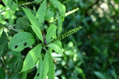 Acalypha skutchii