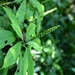 Acalypha skutchii I.M.Johnst. 4