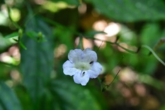 Ruellia stemonacanthoides