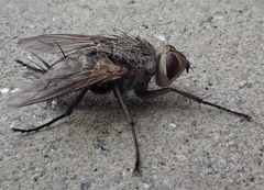 Microphthalma europaea