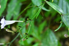 Ruellia stemonacanthoides