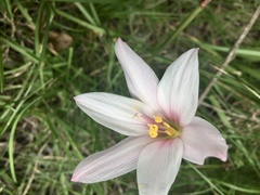 Zephyranthes versicolor