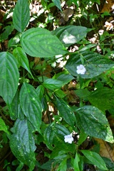 Ruellia stemonacanthoides