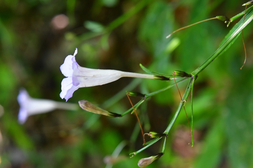 Ruellia stemonacanthoides