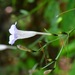 Ruellia stemonacanthoides - Photo (c) Neptalí Ramírez Marcial, algunos derechos reservados (CC BY), subido por Neptalí Ramírez Marcial