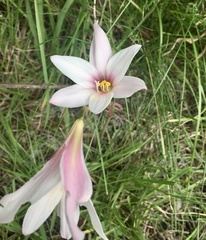 Zephyranthes versicolor