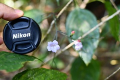 Ruellia stemonacanthoides