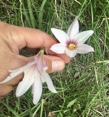 Zephyranthes versicolor